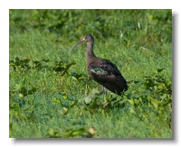 Glossy Ibis_ANL_3895